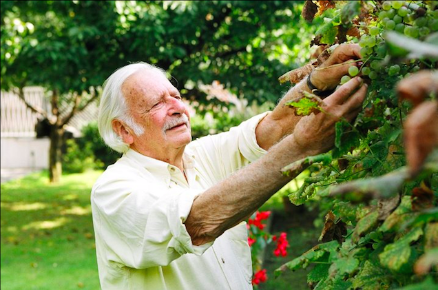 Bálint gazda azt mondta, hogy a babbal nem szabad sietni