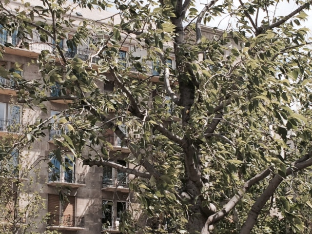 Illustration for article titled Pusztulnak a frissen ültetett fák a Parlamentnél