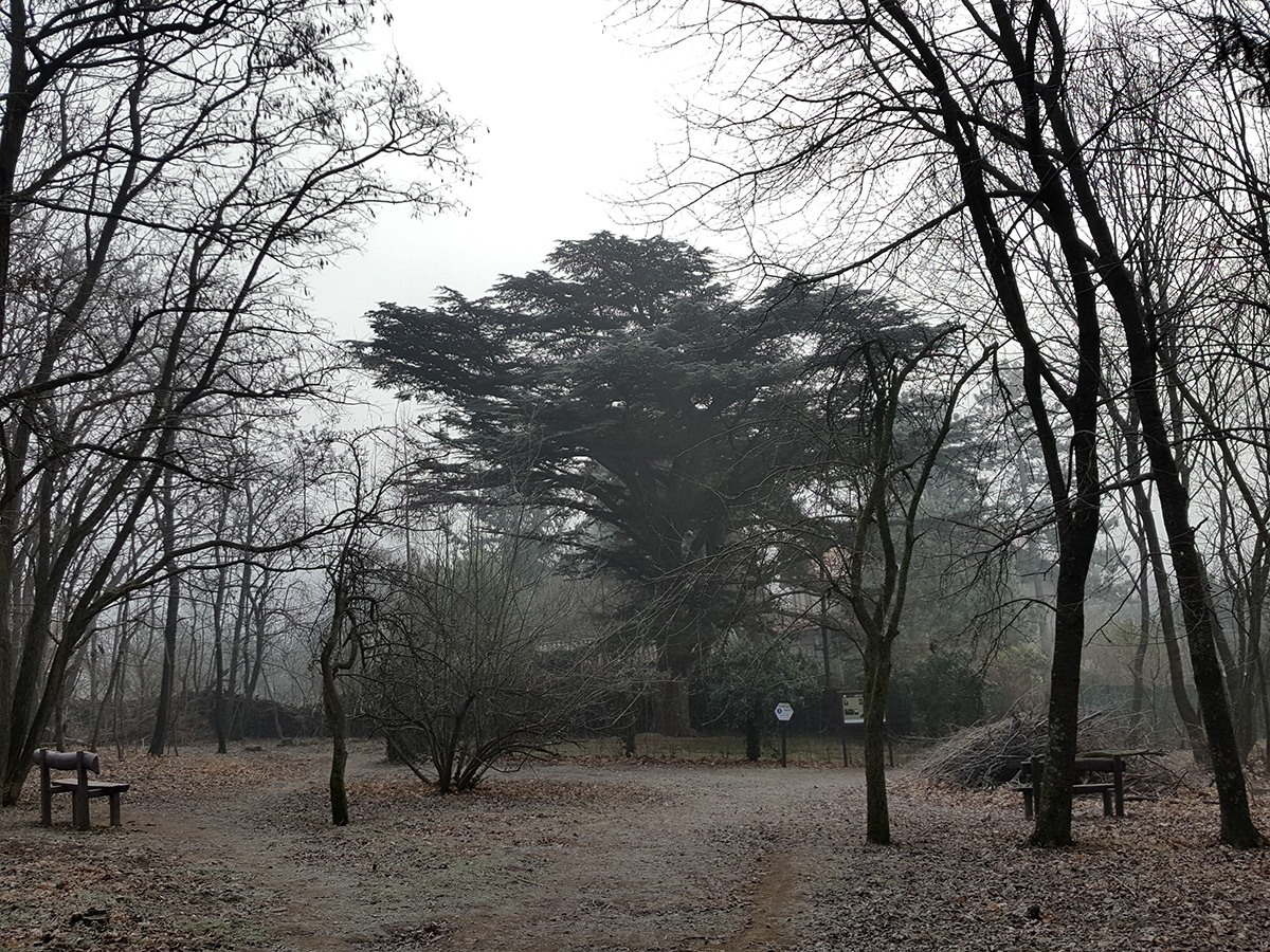Ködbe vész a libanoni cédrus (ez egy nagyon művészi cím!)