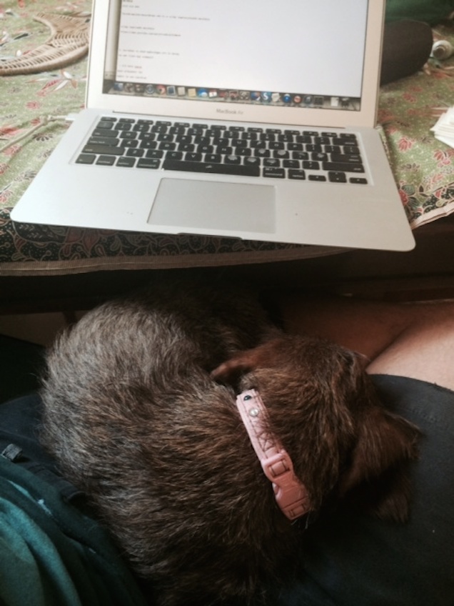 Illustration for article titled Tacskó-macska keveréknek néz ki a világ legalacsonyabb macskája