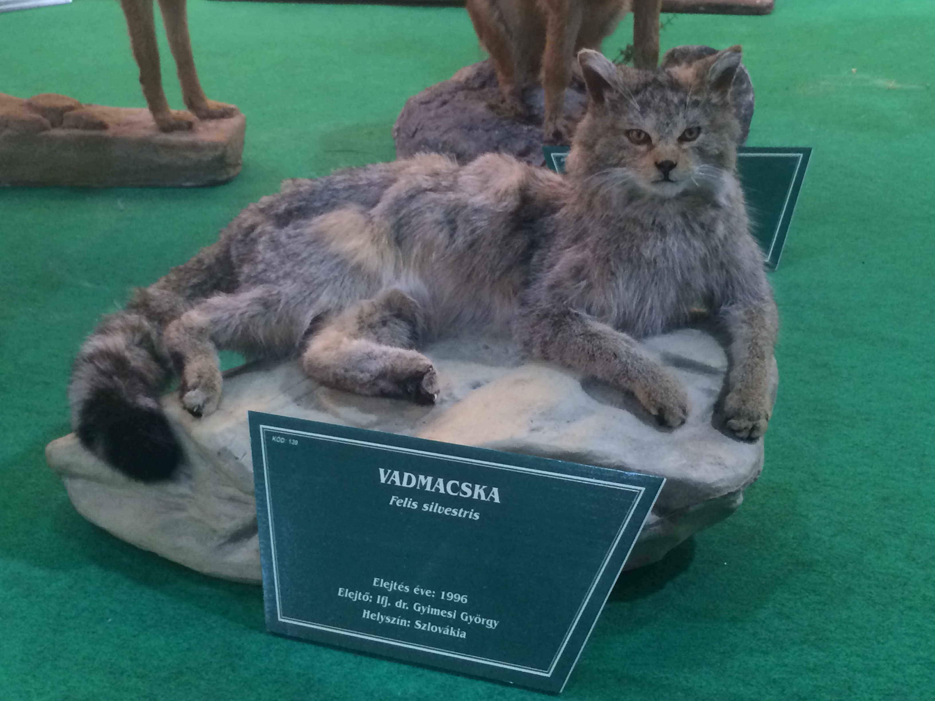 Illustration for article titled Így buliznak döglött állatokkal az ország legidiótábban öltözött emberei