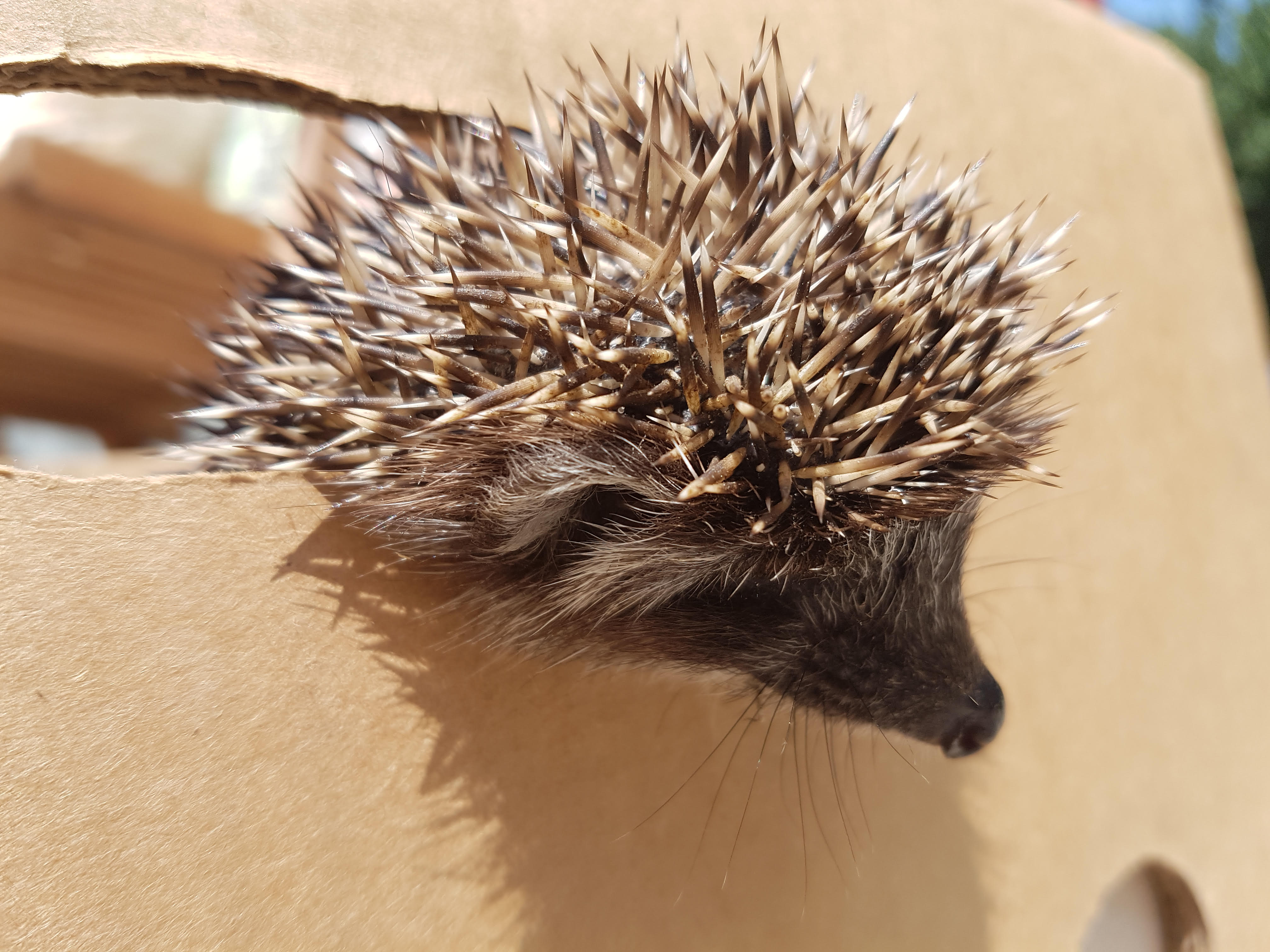 Szökési kísérlet.