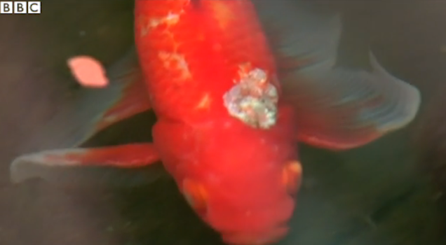 Életmentő agyműtétet hajtottak végre George-on, a 8 dekás aranyhalon