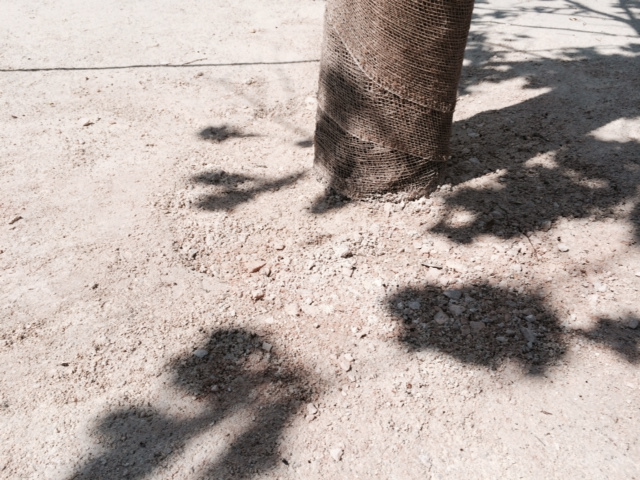 Illustration for article titled Pusztulnak a frissen ültetett fák a Parlamentnél