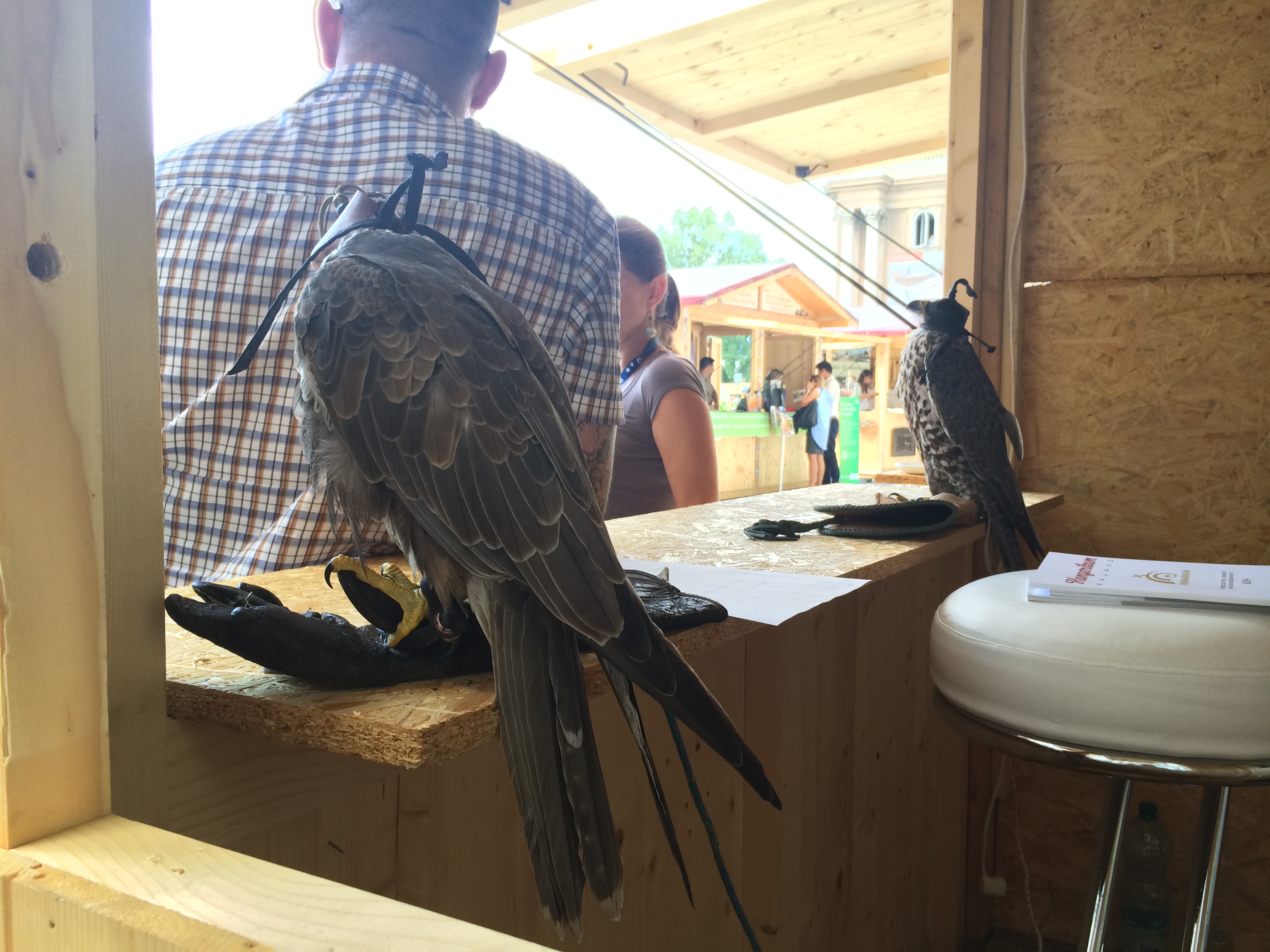 Illustration for article titled Fazekas miniszter nem gyújtott fel egy vincsesztert sem. Csak nyalt