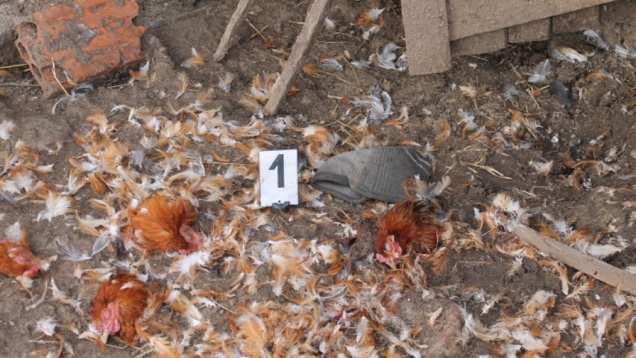 Csirkefejek a porban