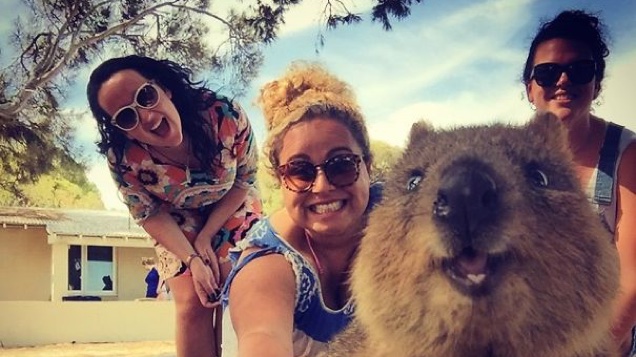 Annyi szelfibotos quokkaszelfizőt láttam, hogy csak na