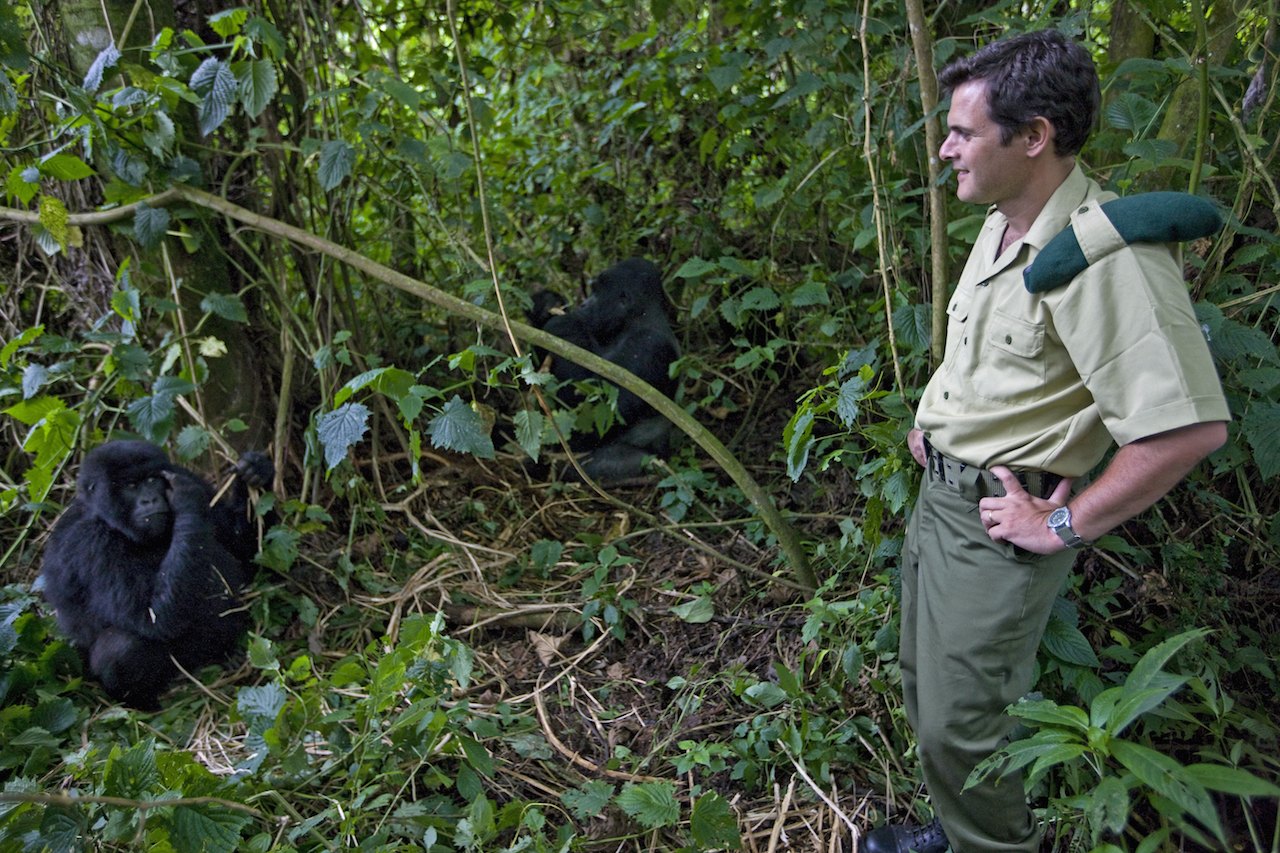 Illustration for article titled Kis híján agyonlőtték a hegyi gorillás nemzeti park főnökét