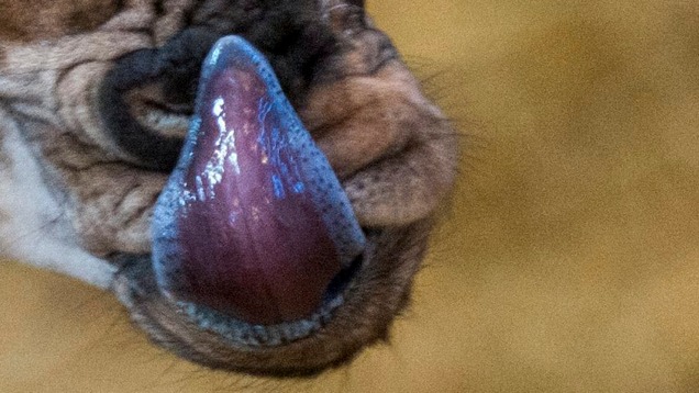 Zsiráf nyelve, zsiráf nyelve ciánkék