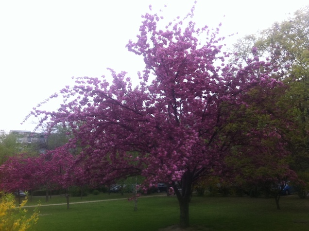 Ez eddig a legfurcsább hangulatú választás Magyarországon