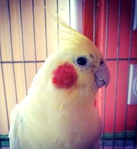 Pityuka vagyok,Pityuka vagyok......