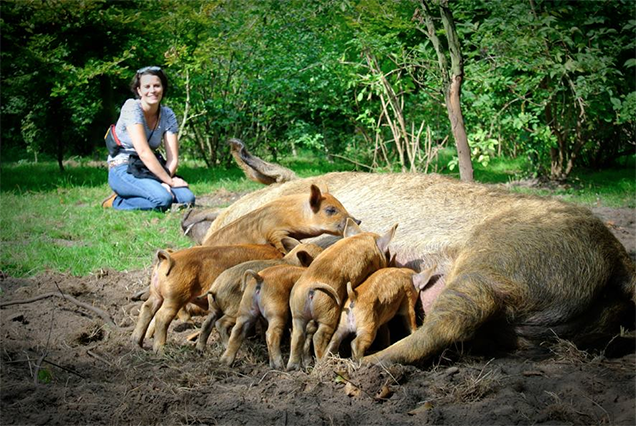 Illustration for article titled Így támadt fel a göndör disznó