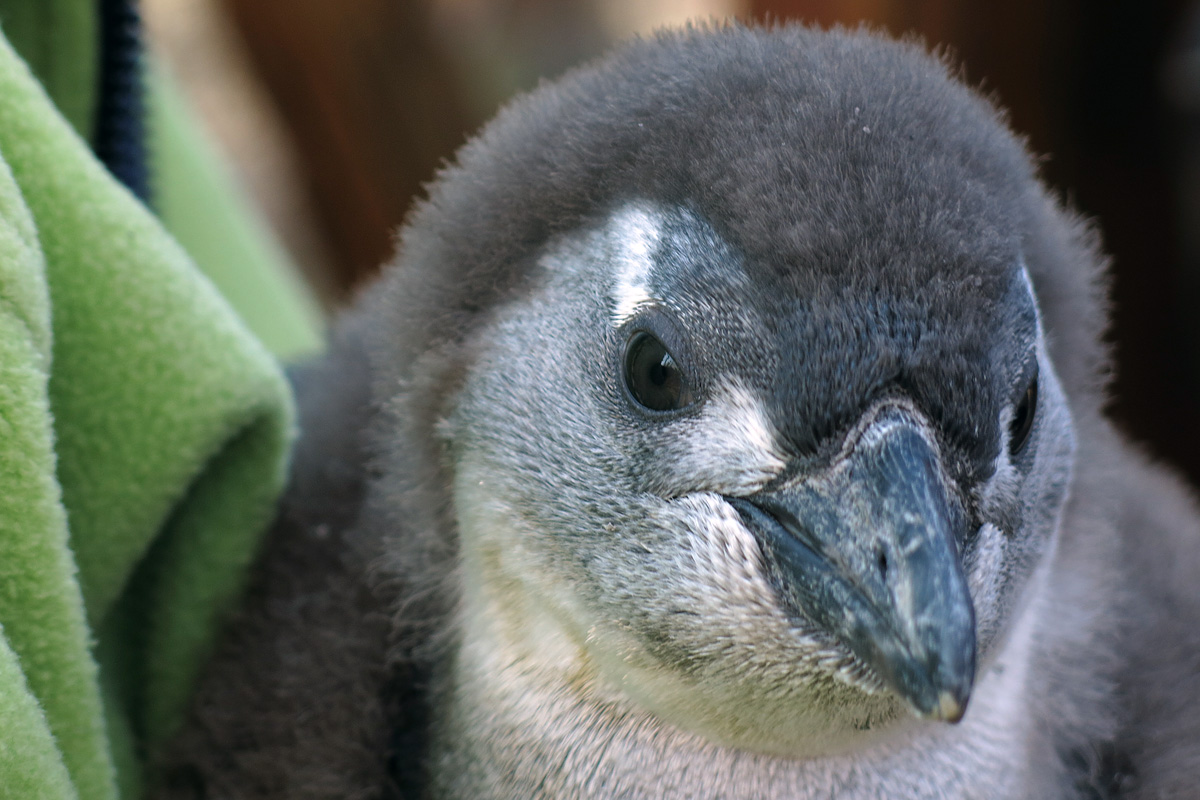 Illustration for article titled Kis híján bokán lőtt egy afrikai pingvin!