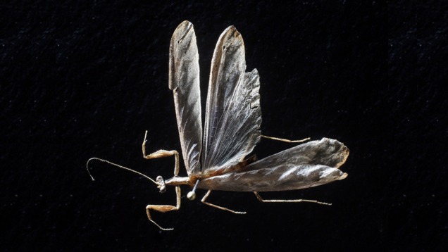 Sosem látott ájtatos manót találtak az afrikai dzsungelben