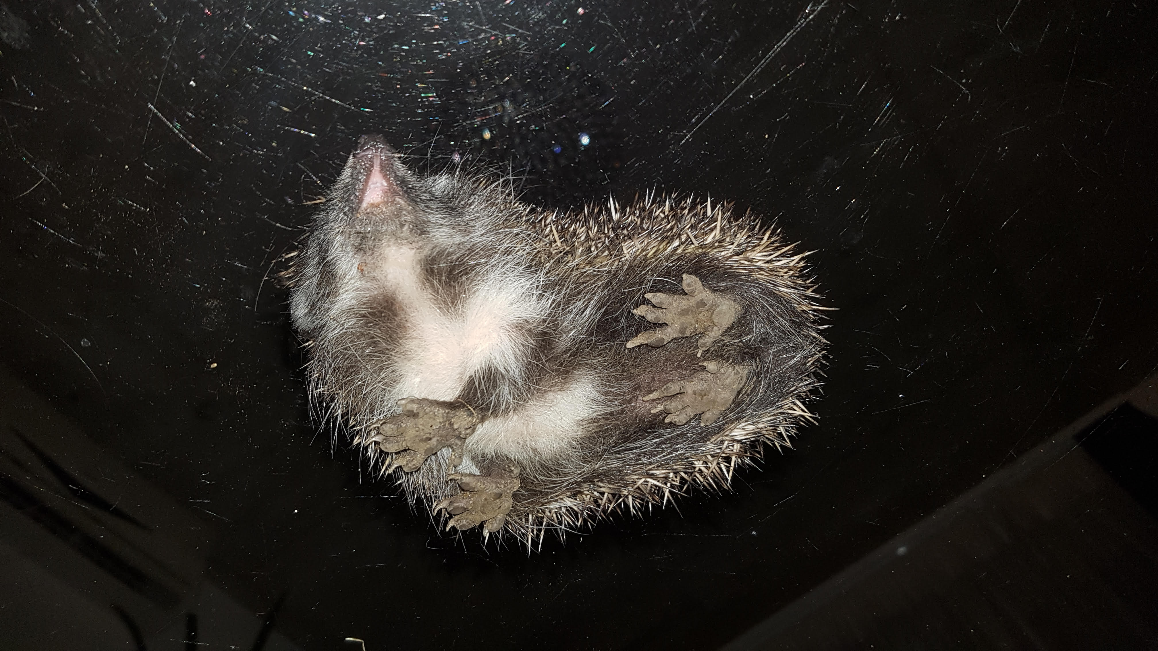 Illustration for article titled Gábor szabadságra ment.