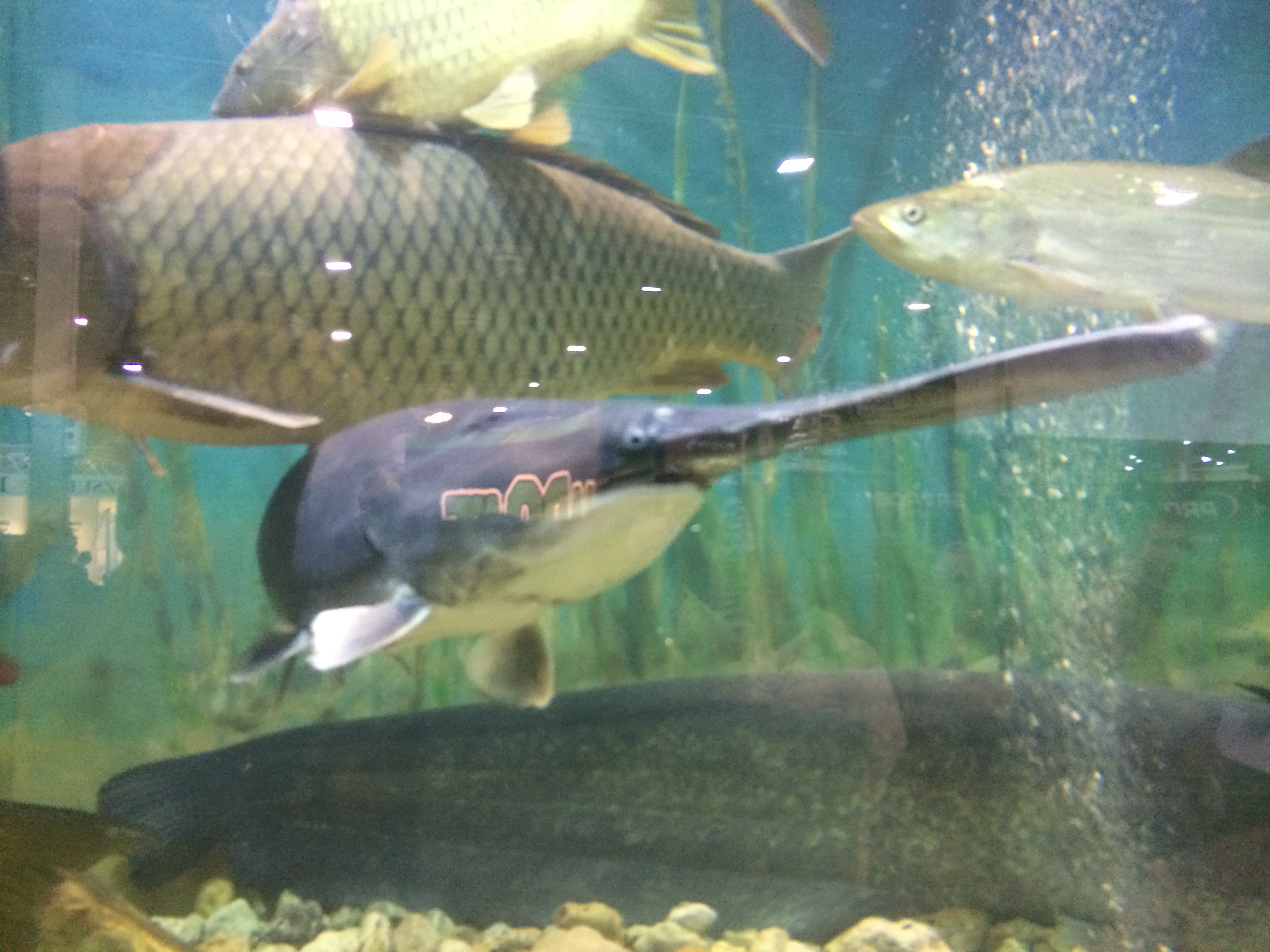 Illustration for article titled Így buliznak döglött állatokkal az ország legidiótábban öltözött emberei