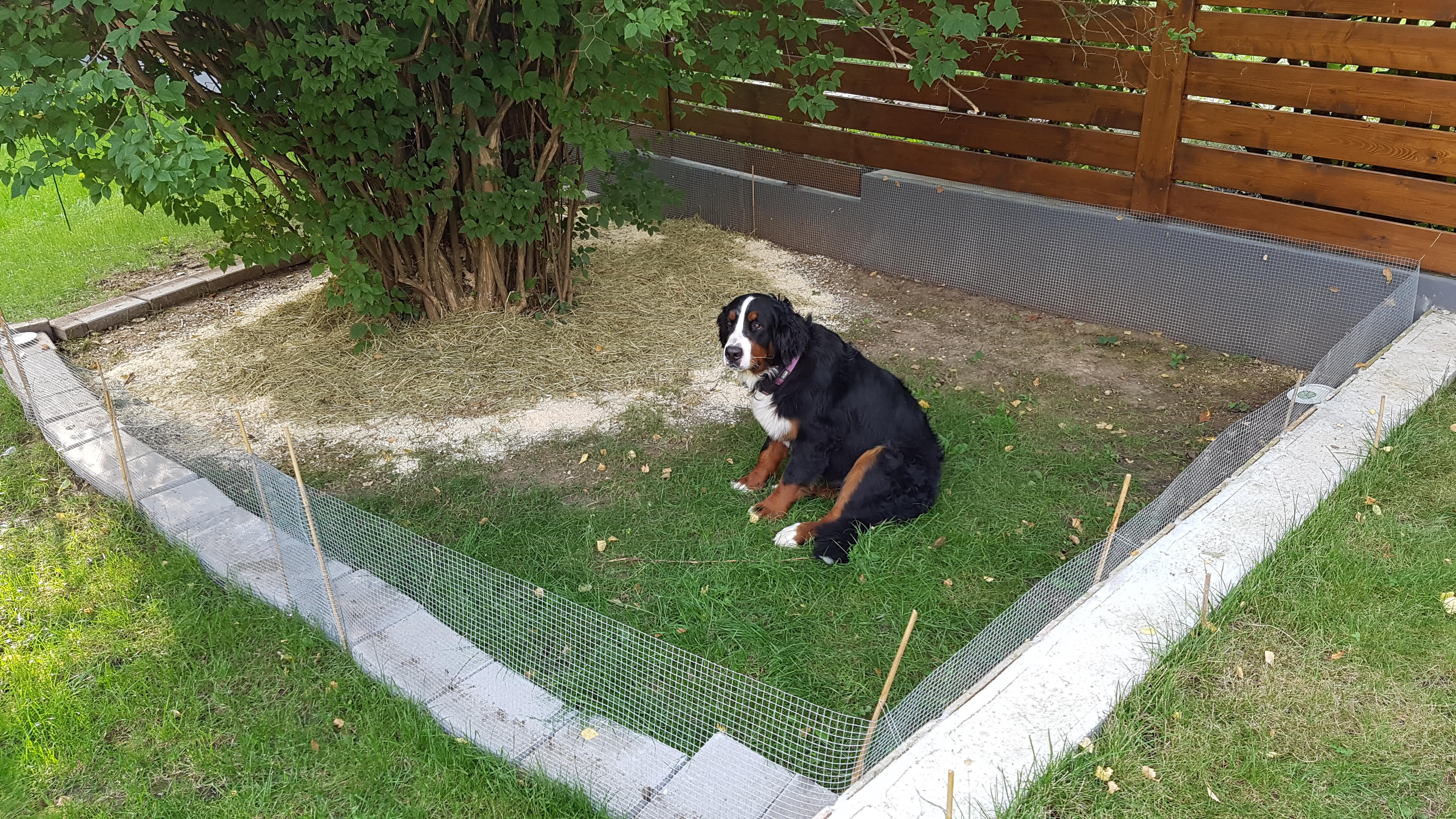 Aranka várja a végzetét a karámban.