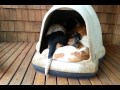 Kutyamatek: hány basset hound fér el egy kis kutyaólban?
