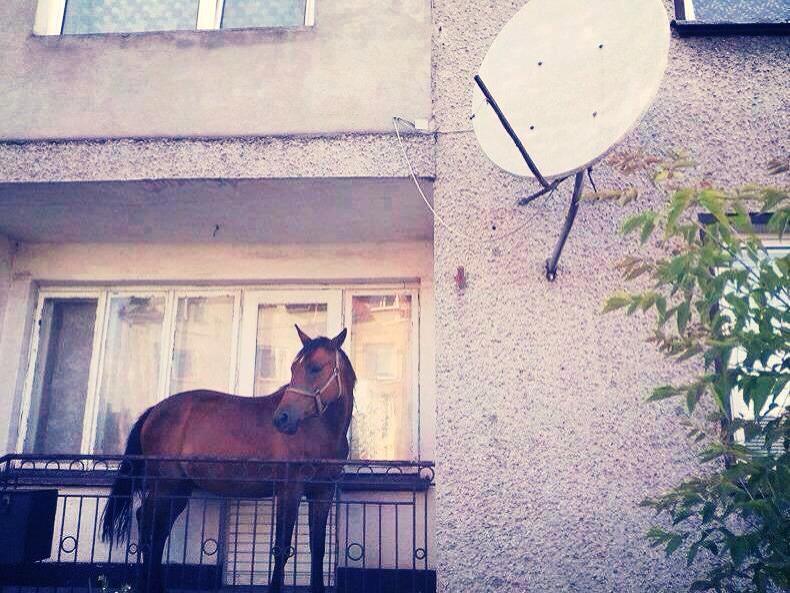 Egy ló az erkélyen