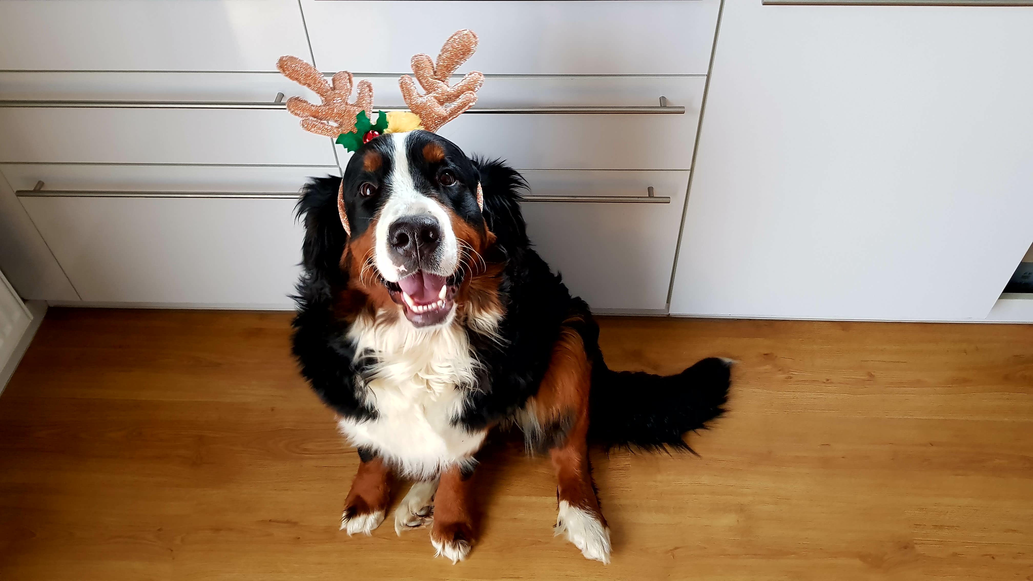 Idomított fehér cápa.