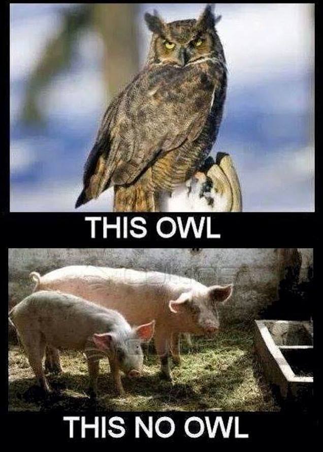 Érdekes, hogy minden napra jut egy minden idők legbrutálisabb képvicce