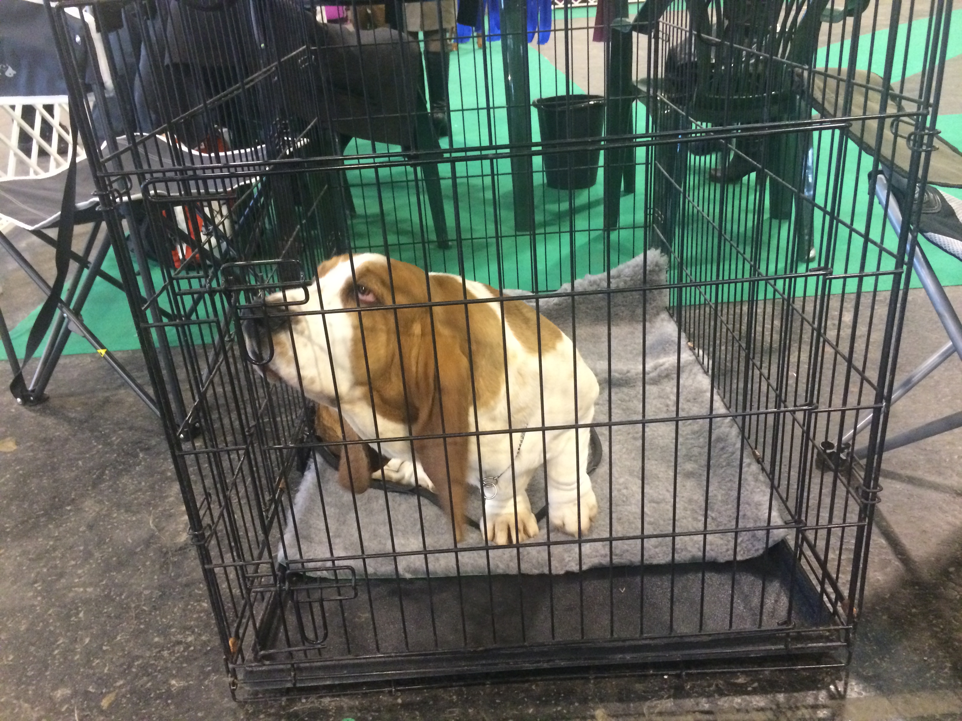 Illustration for article titled Így buliznak döglött állatokkal az ország legidiótábban öltözött emberei