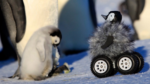Két dolog, amit nem vettél észre a császárpingvinfióka-roboton