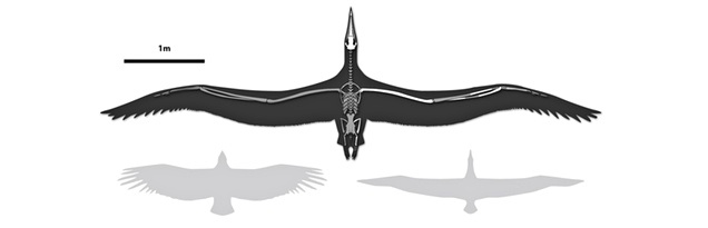 Illustration for article titled Megtalálták a világ legnagyobb madarát