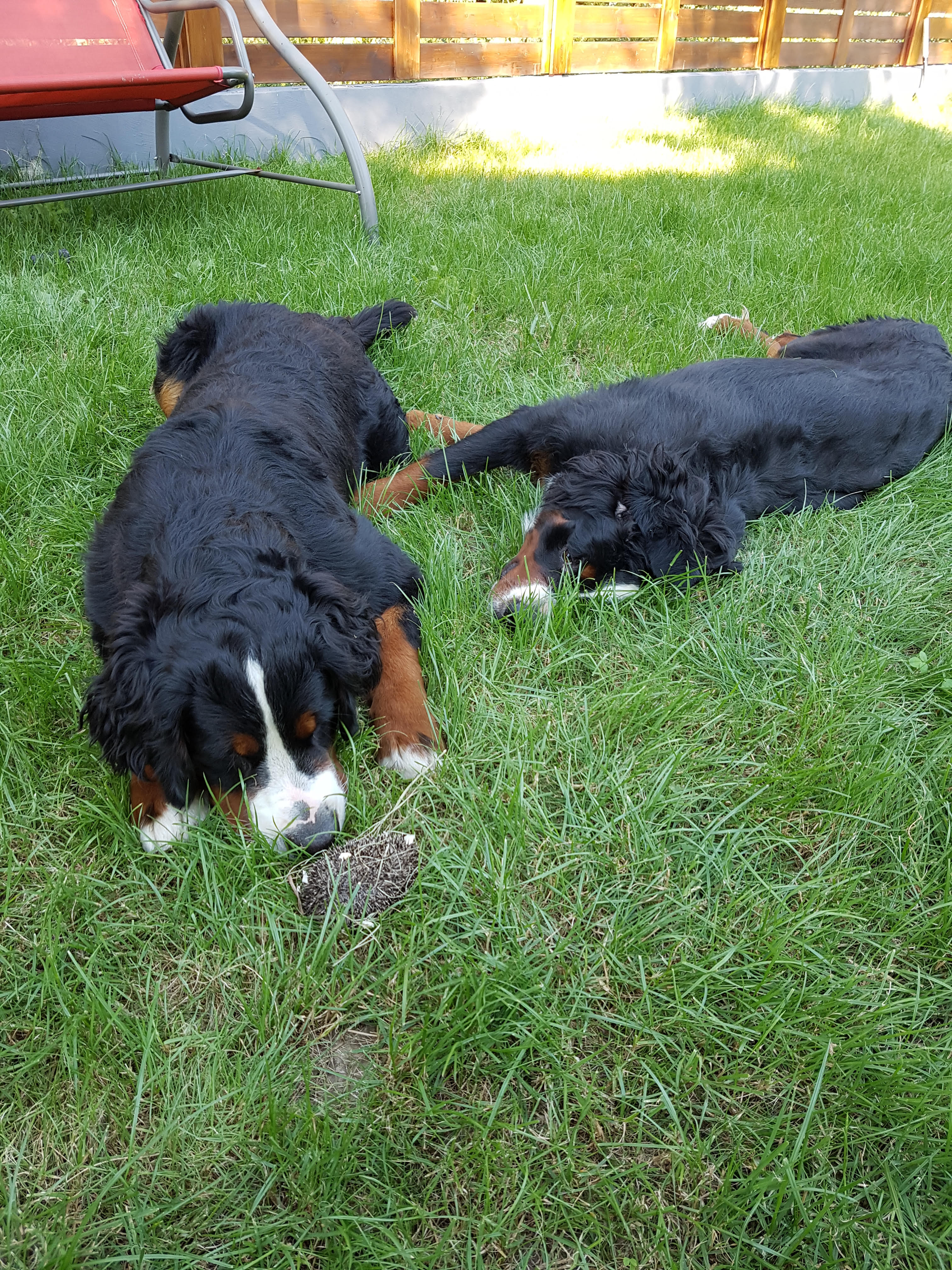 A következő pillantban Aranka új tapasztalattal gazdagodik; A sün szúrós.