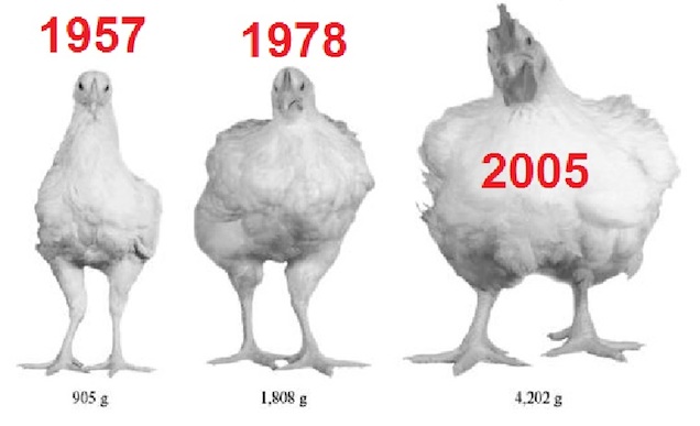Soha többé nem eszem csirkét
