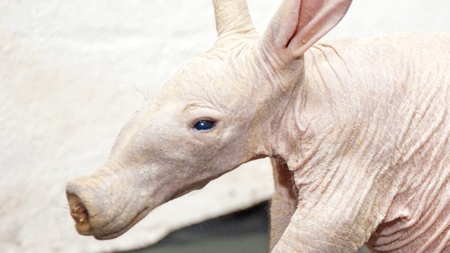 Világraszólóan kellemetlen affér, ha szodomizál egy Orycteropus afer