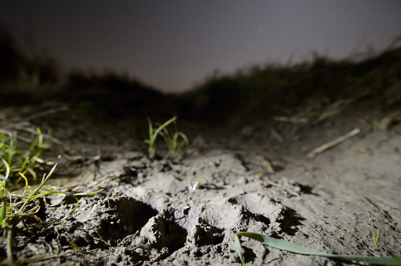 Illustration for article titled Medve ólálkodik Nógrádban