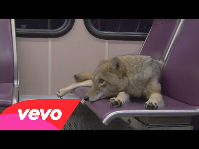 Így utazik a prérifarkas a metrón