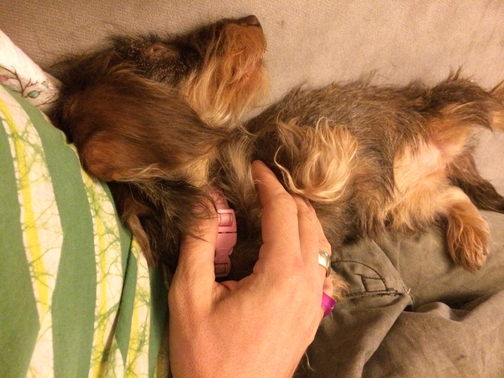 Illustration for article titled Tényleg ilyen hülyék lennének a kutyák?