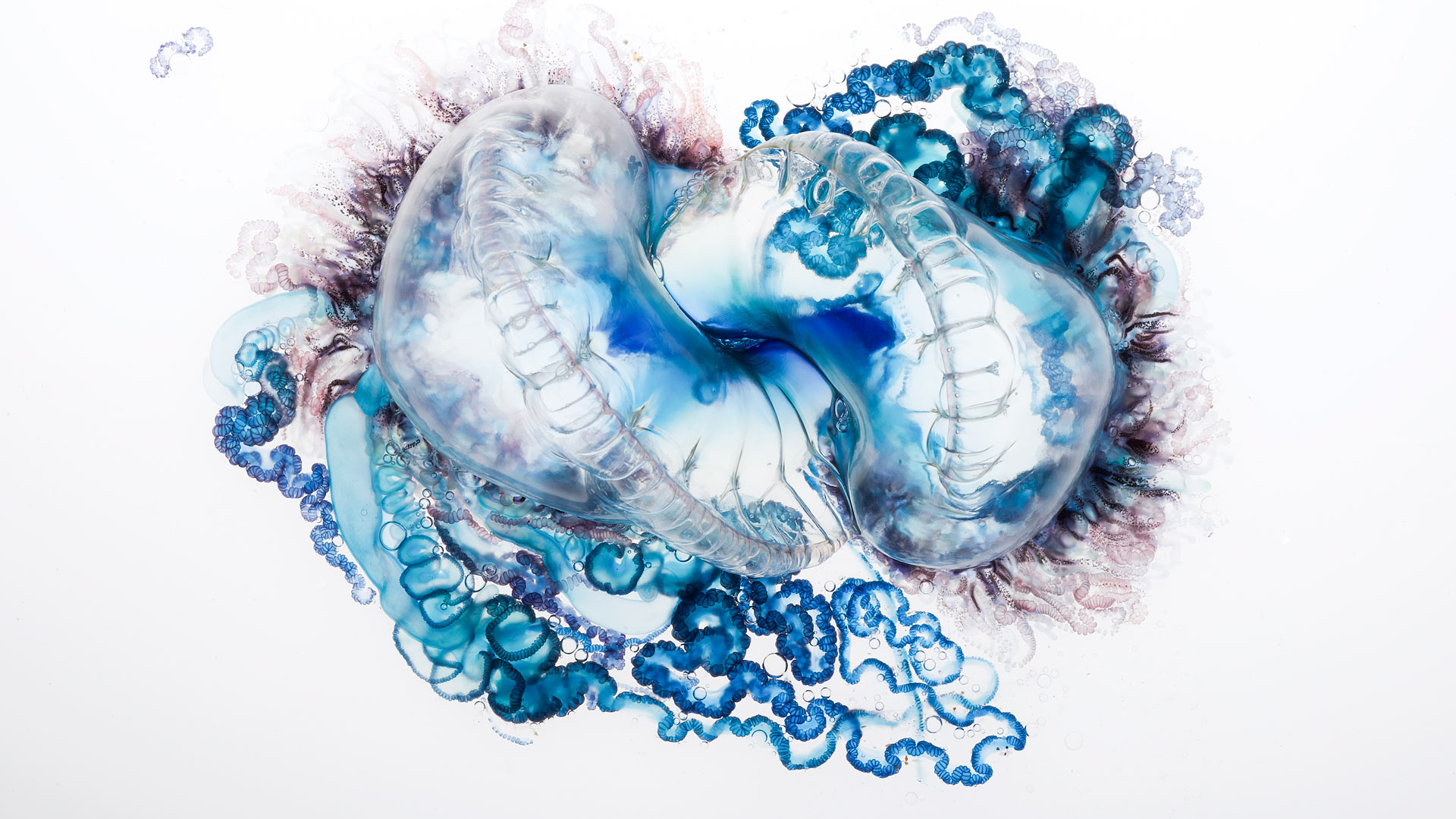 Nézegessél gyönyörű portugál gályákat