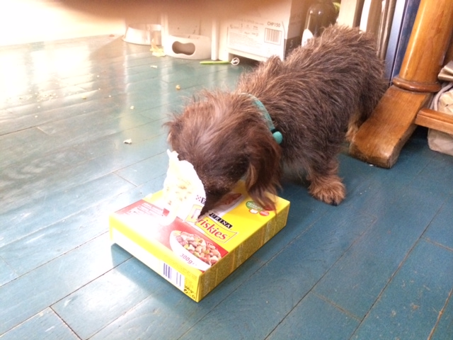 Bevándorlók? Tacskóbűnözés!