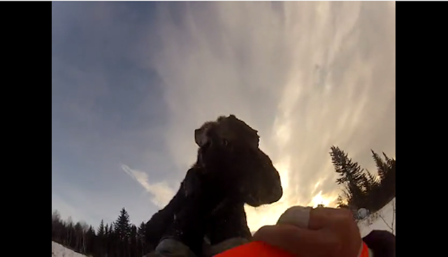 A köcsög szarvasborjú agyba-főbe verte a természetvédőt