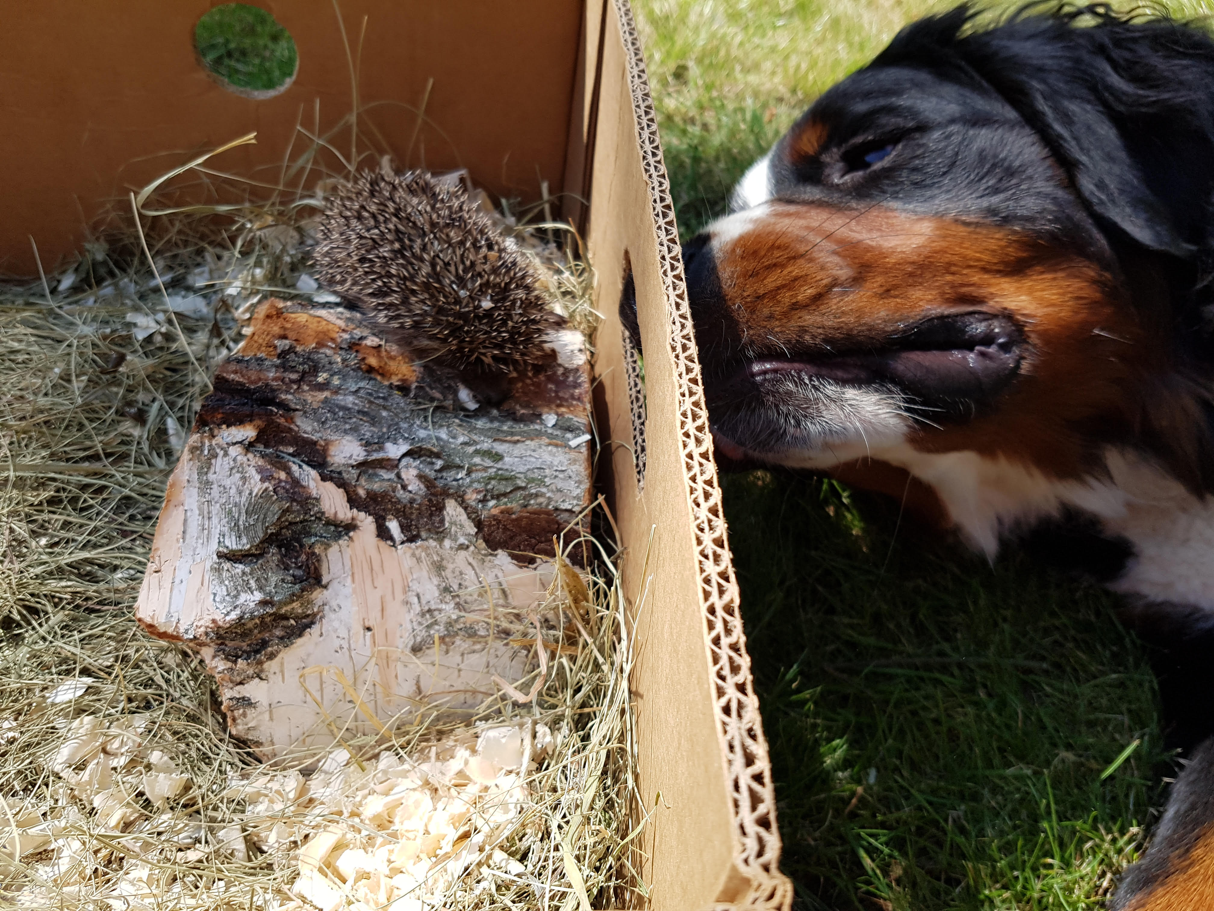 Panka nagyon érdeklődő...